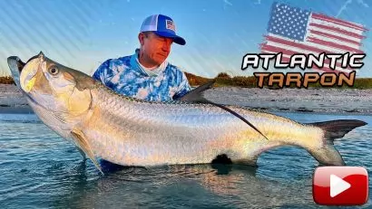 Amerikai vadvizek nagyvadjai – Atlantic Tarpon