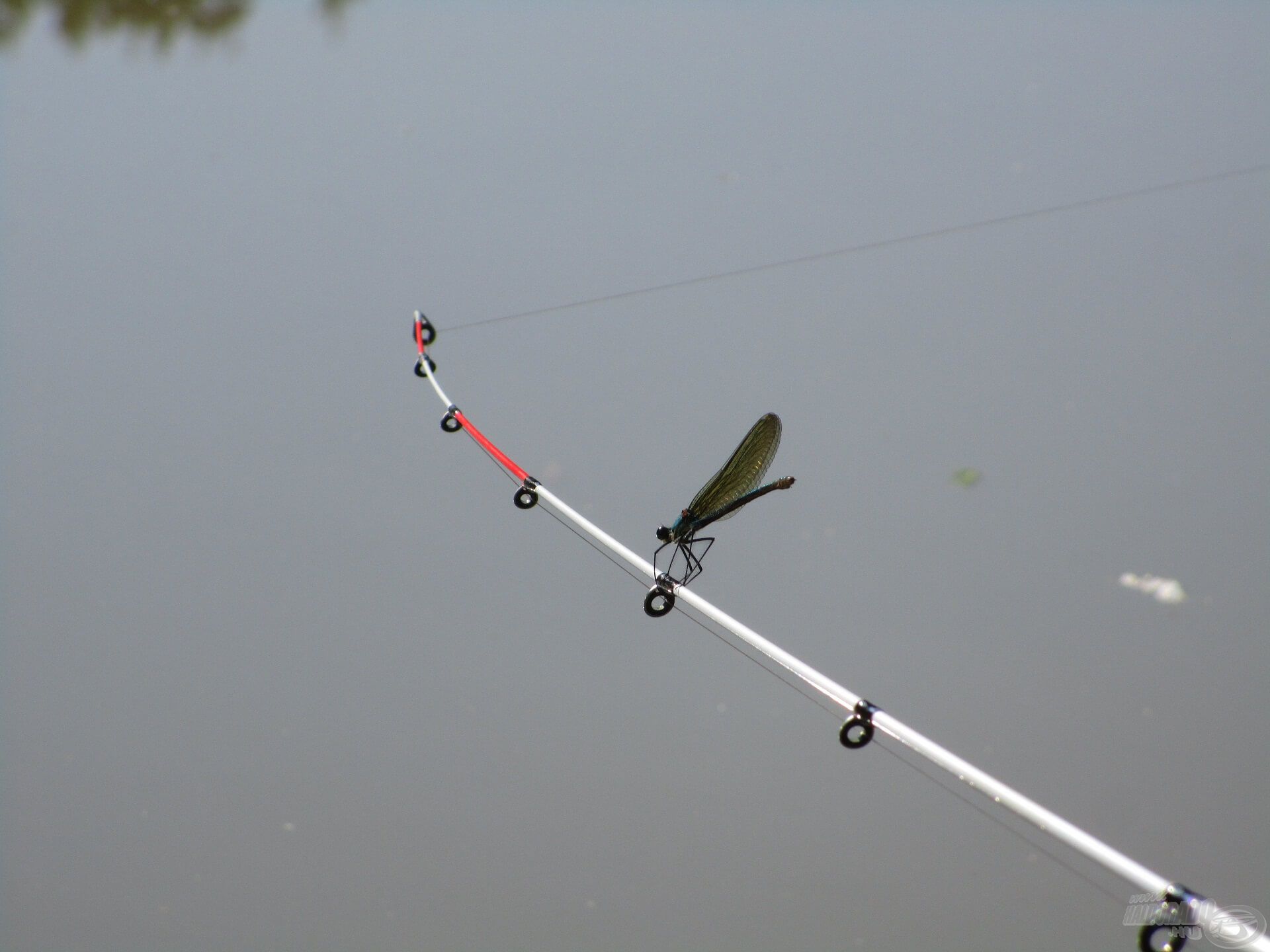 … egy nőstény pedig a Pro Method Feeder botom spiccét választotta