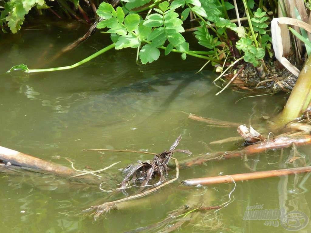 Amurral az év bármely szakában találkozhatunk, de amikor a víz hőmérséklete 20 Celsius-fok fölé emelkedik, újabb fokozatra kapcsol!