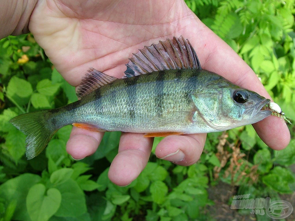 River perch - sügér (Perca fluviatilis)