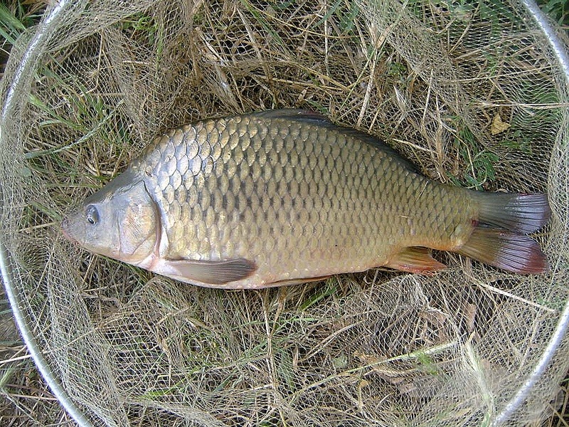 Carp - ponty (Cyprinus carpio)