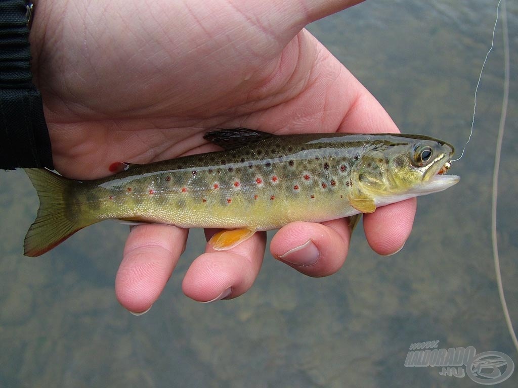 German trout - sebes pisztráng (Salmo trutta)