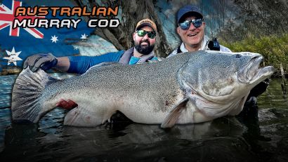 Ausztrália legnagyobb édesvízi ragadozóhala, a Murray Cod