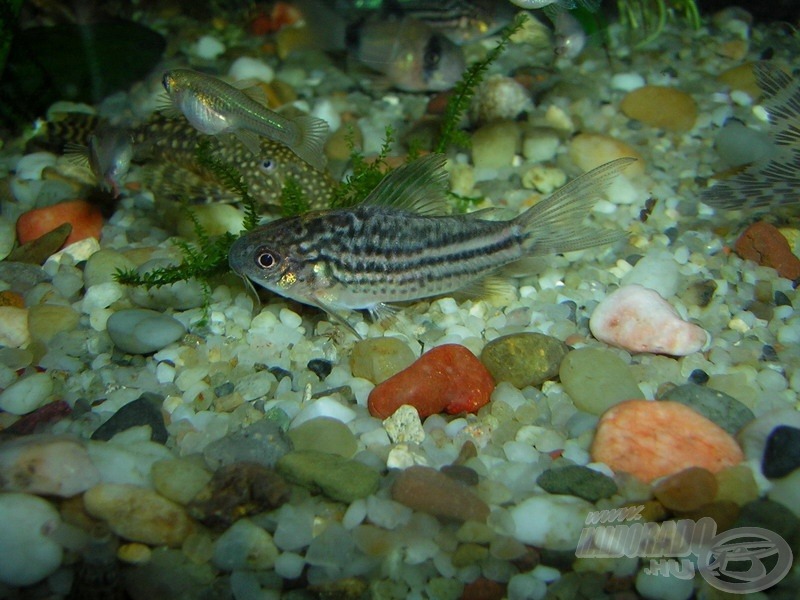 <i>Corydoras nanus</i> - az előzőnél jóval kisebb, ritkán kapható faj