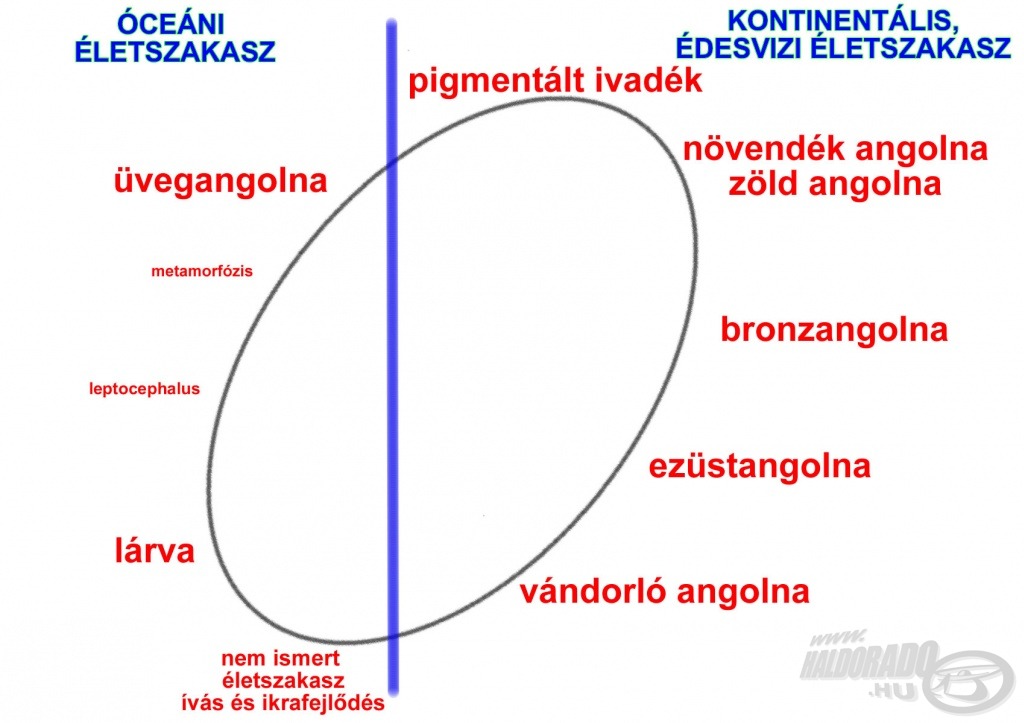 Az angolna életszakaszai (Gönczy és Tahy 1985 nyomán)