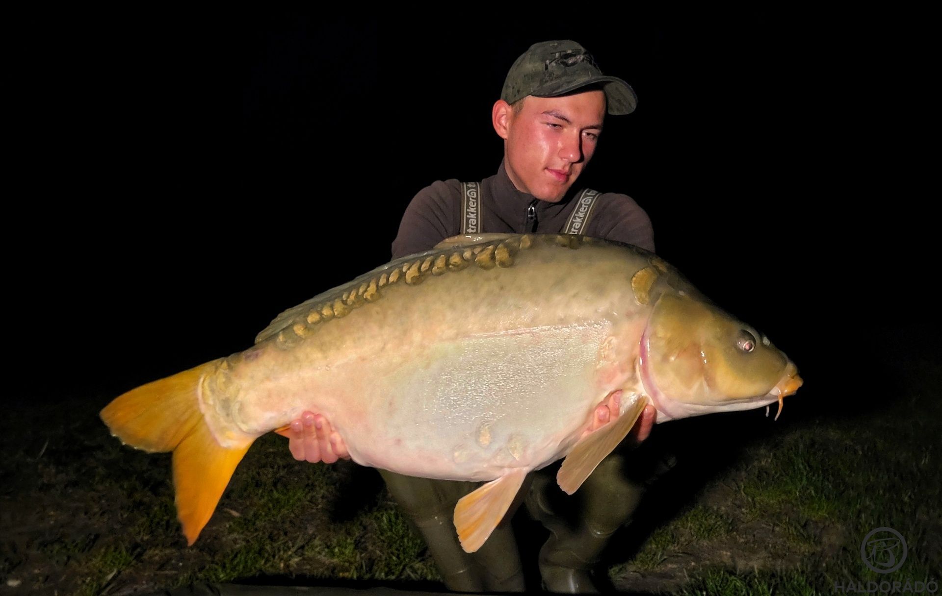  Egy régi ismerős, akit közel 3 éve is sikerült megfognom, akkor még jóval kisebb volt