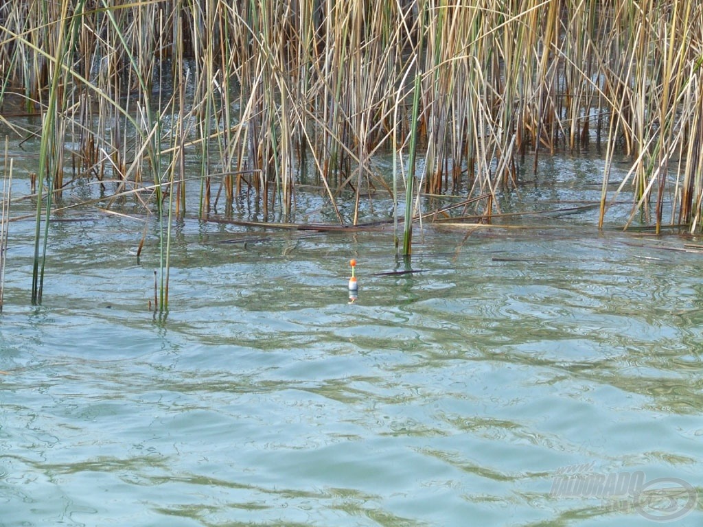 Ha valaki hal csalival csukát akar fogni, annak ezt kell tenni… a süllőzés közben „beeső” csukákra kár várni