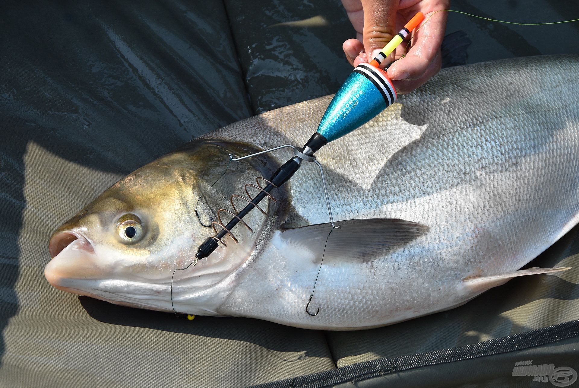 A Haldorádó Silver Carp úszó, és a pilismaróti silver carp (fehér busa) találkozása