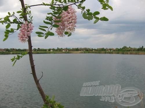 Illatozó akácfavirágok várták a pontyfogókat a kupa napján…