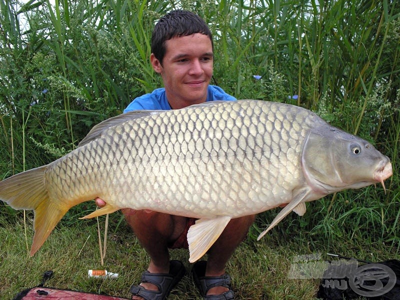 Újabb példány a gyönyörű pikkelyesek közül