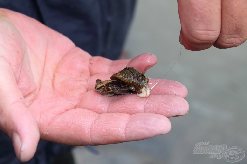 A kagyló is mutatta, hol kopog végig a horgom