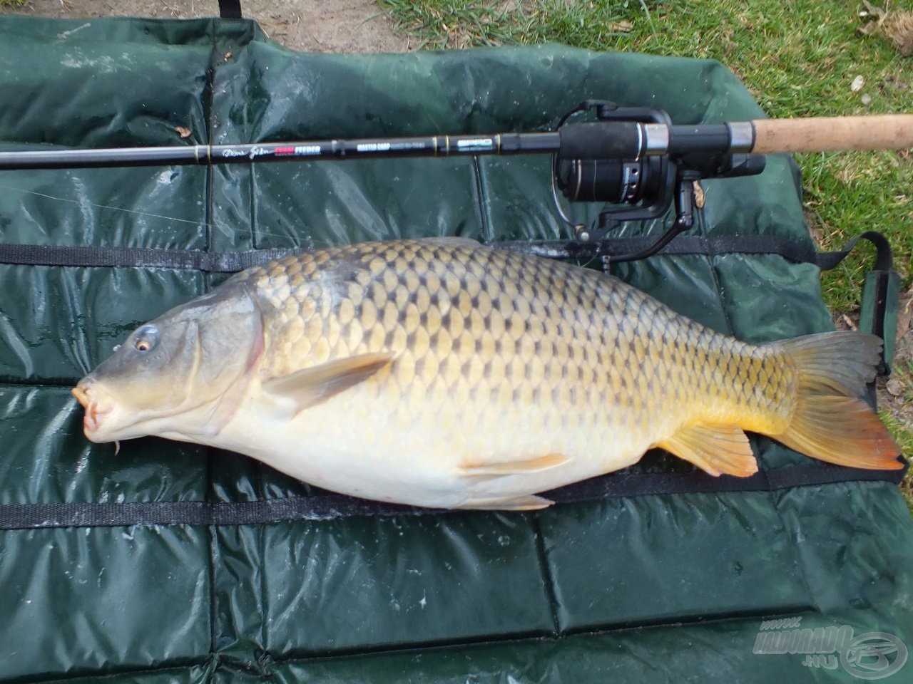 A Spro Team Feeder Master Carp 390XH nagyon szépen tette a dolgát!