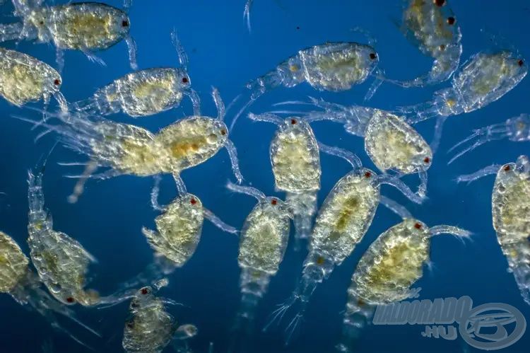 A zooplankton szervezetek a növényi egysejtűeket fogyasztják, őket pedig a busák! (greelane.com)