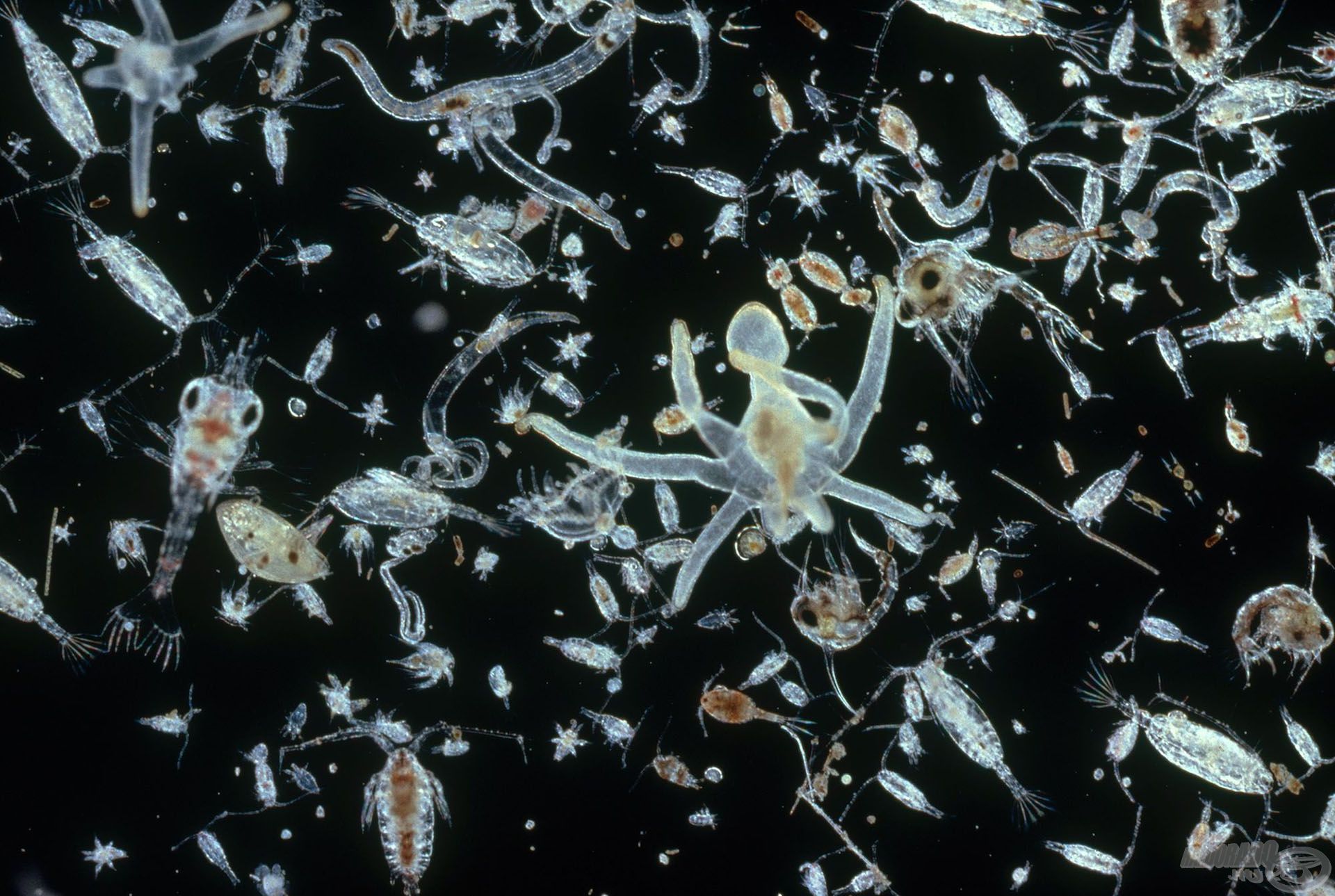 A busák elsődleges tápláléka a plankton, ami a vízben lebegő parányi élőlények életközössége (nationalgeographic.com)