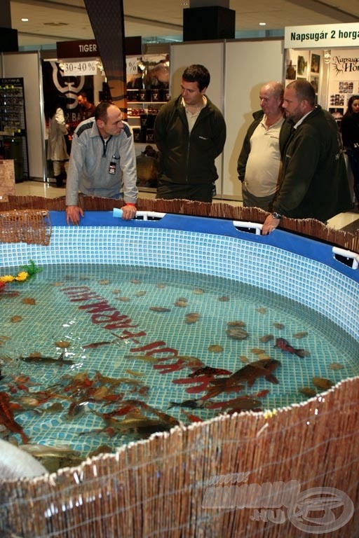 A Koi Farm halaiban is gyönyörködhettek a látogatók