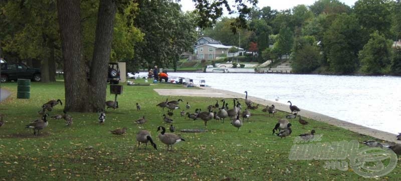 A McNaughton Park és a St. Joseph folyó