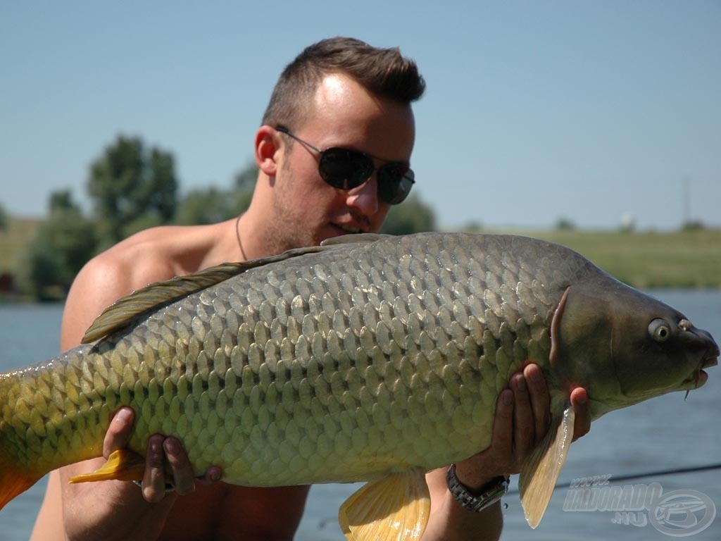 14,7 kg-os sárgauszonyos