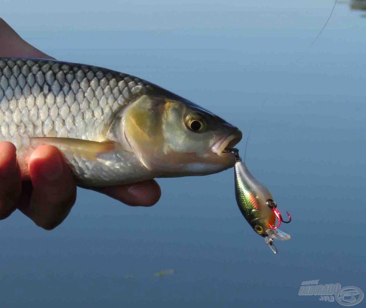 A zöld színű Ikiru Mini Crank is jól működött