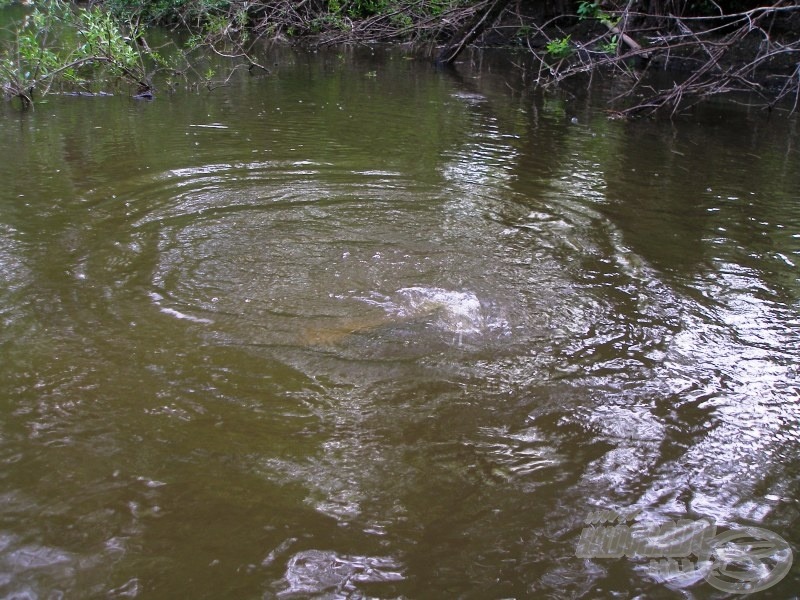 Nagyon élvezetes a harcos csukák fárasztása