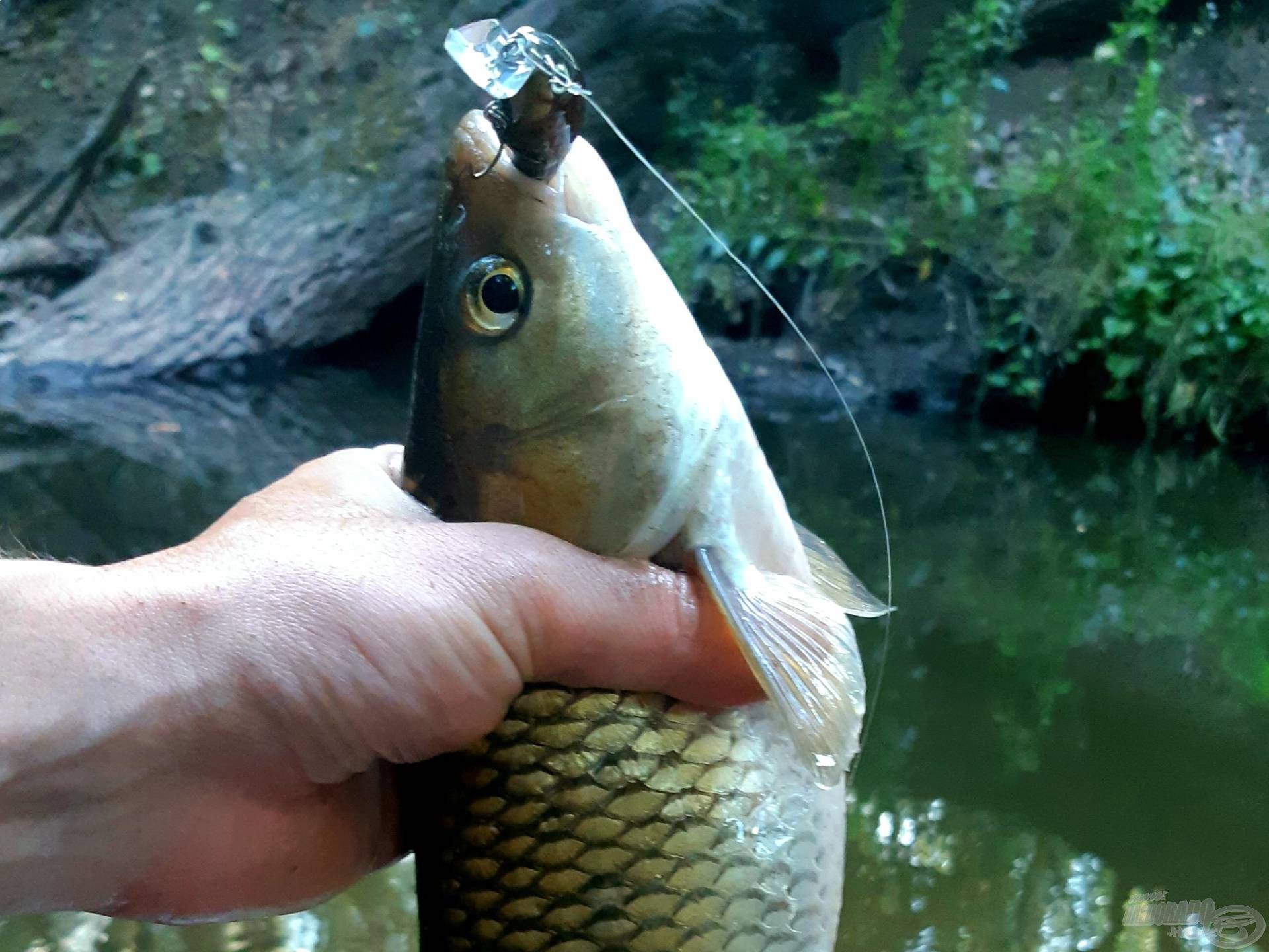 A megbízható fék jól jön, hiszen a halak elemi erővel ragadják el a csalit