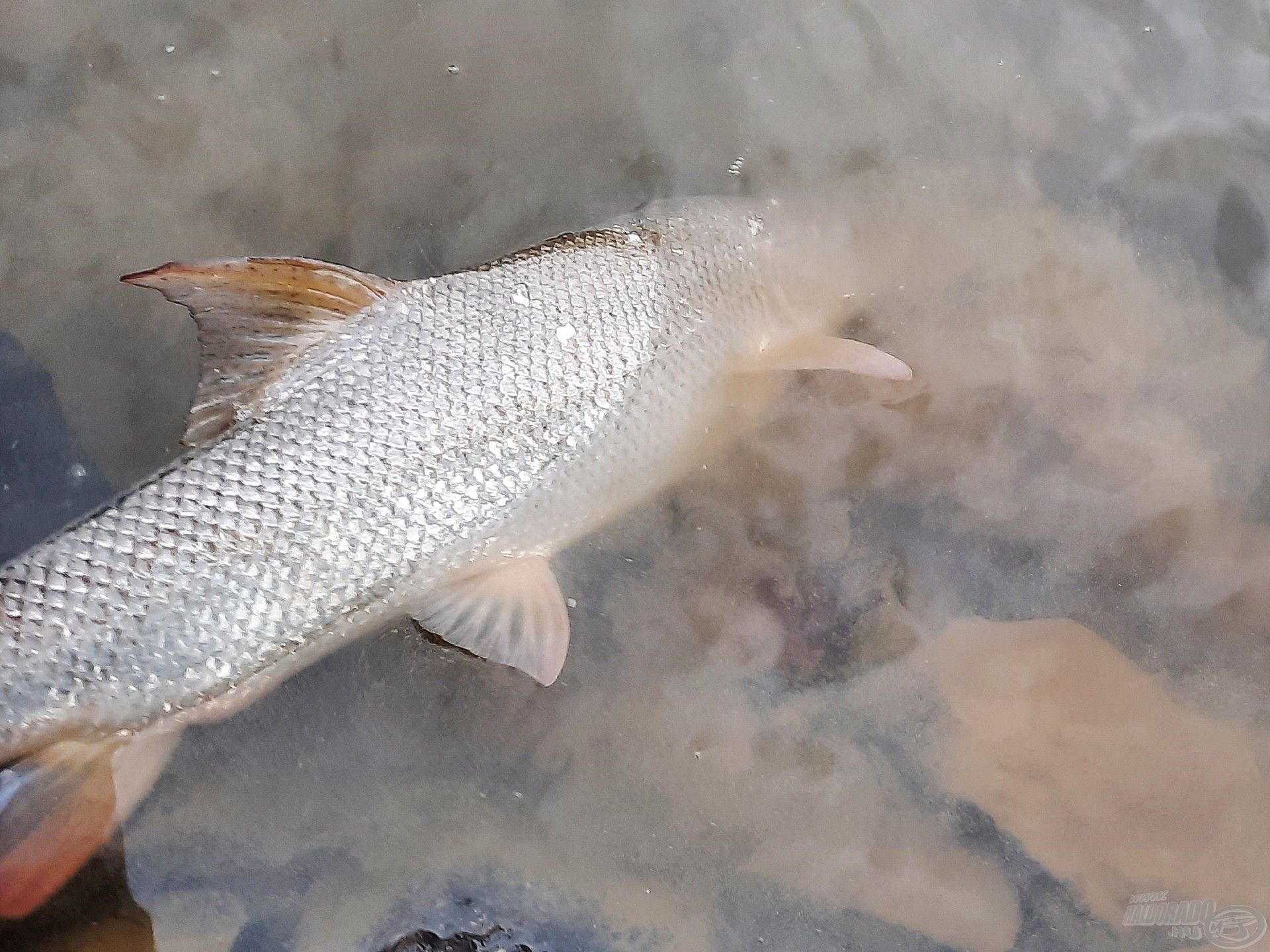 A holnapi horgászatokra is gondolva, szerencsére egyre több horgász visszaengedi a fogott halakat, tegyetek így Ti is