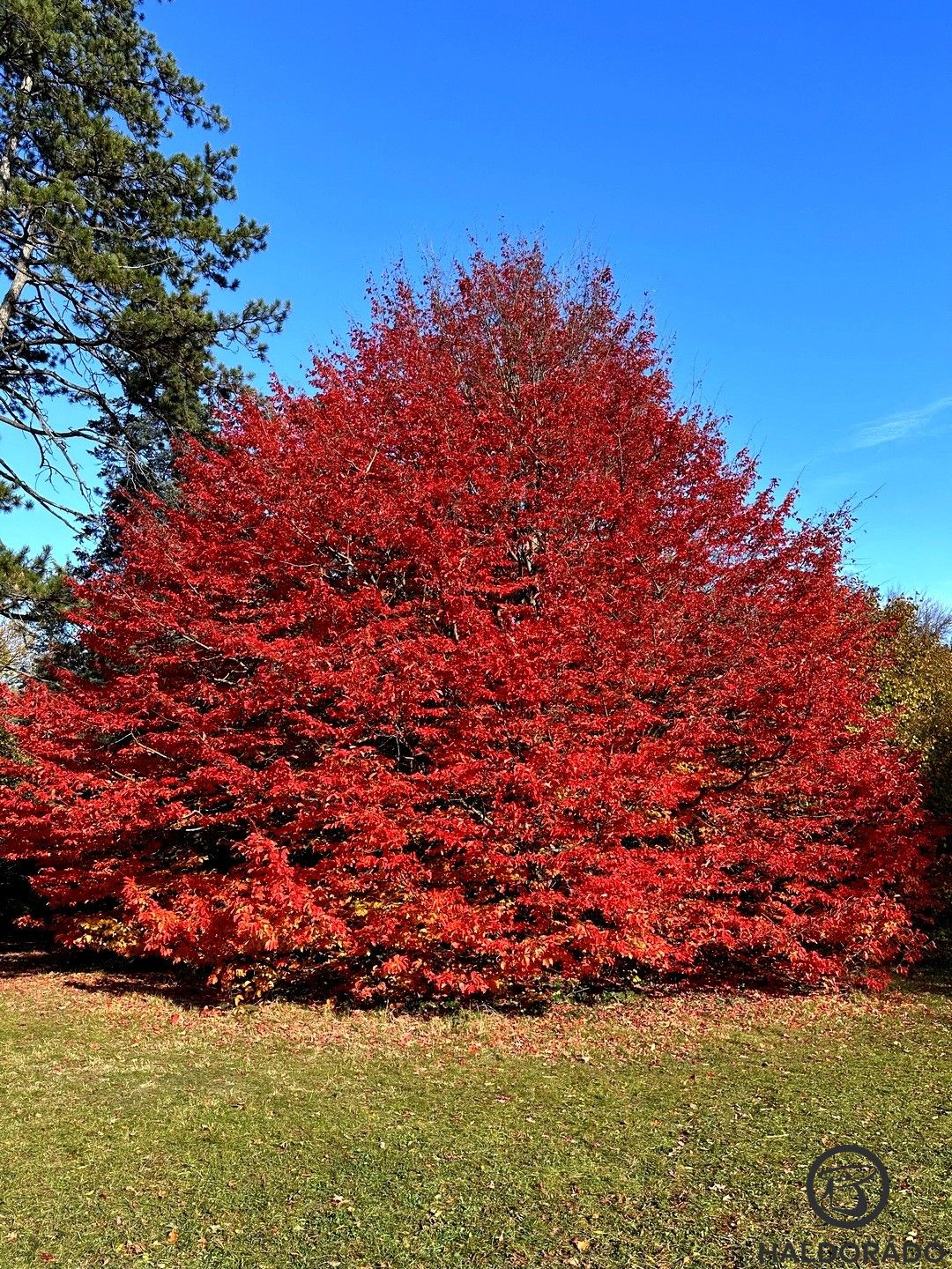 Lenyűgöző fák az arborétumban