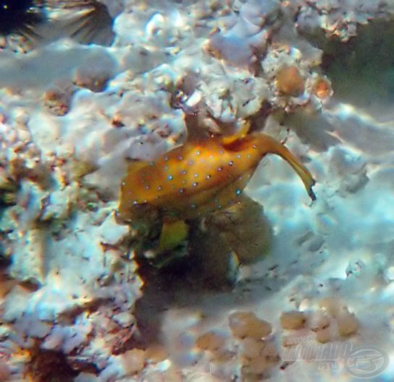 Sárga bőröndhal (Yellow boxfish; Ostracion cubicus)