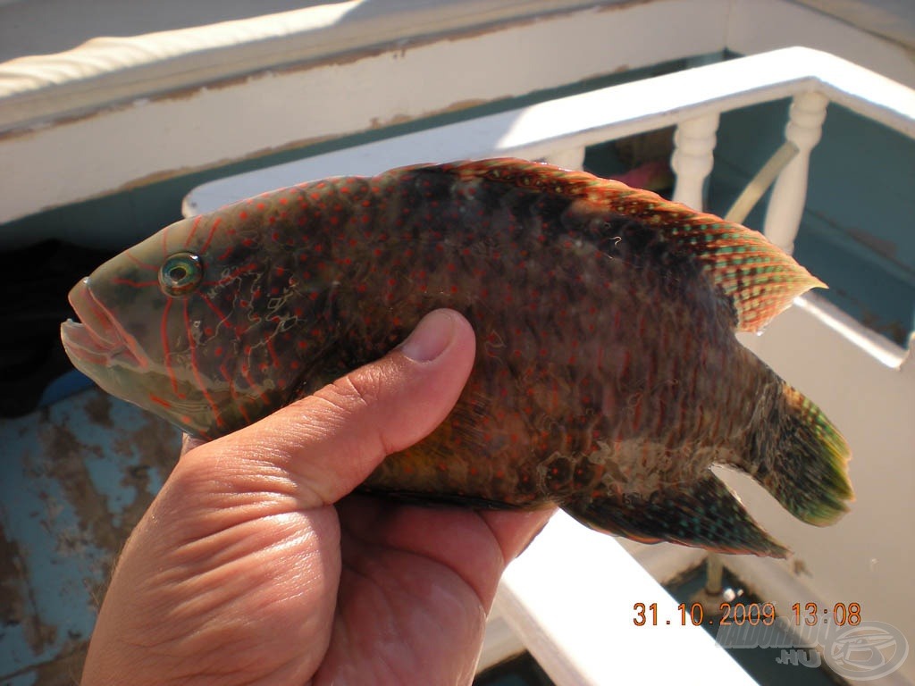 Horogra leggyakrabban a helyiek által „harit” néven emlegetett nagytestű ajakoshalak kerülnek