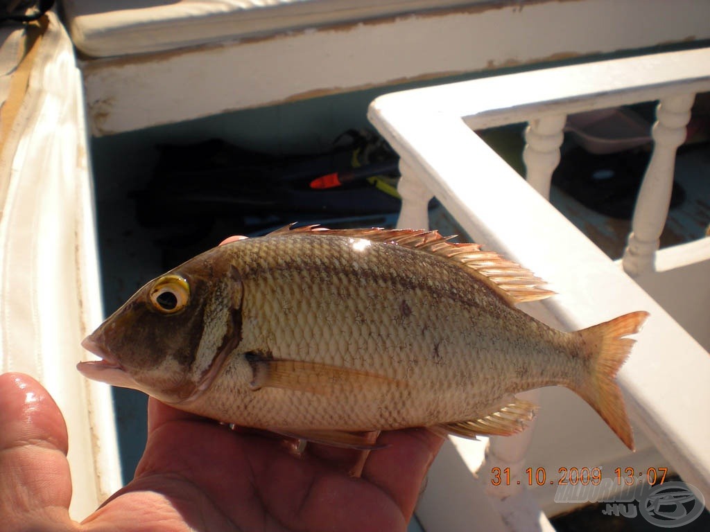 Egy tengeri durbincs (Pink ear emperor; Lethrinus lentjan)