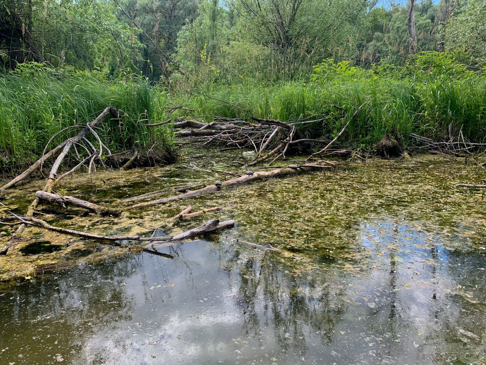 Számtalan hódjárat található itt, ez is jelzi a természet közelségét