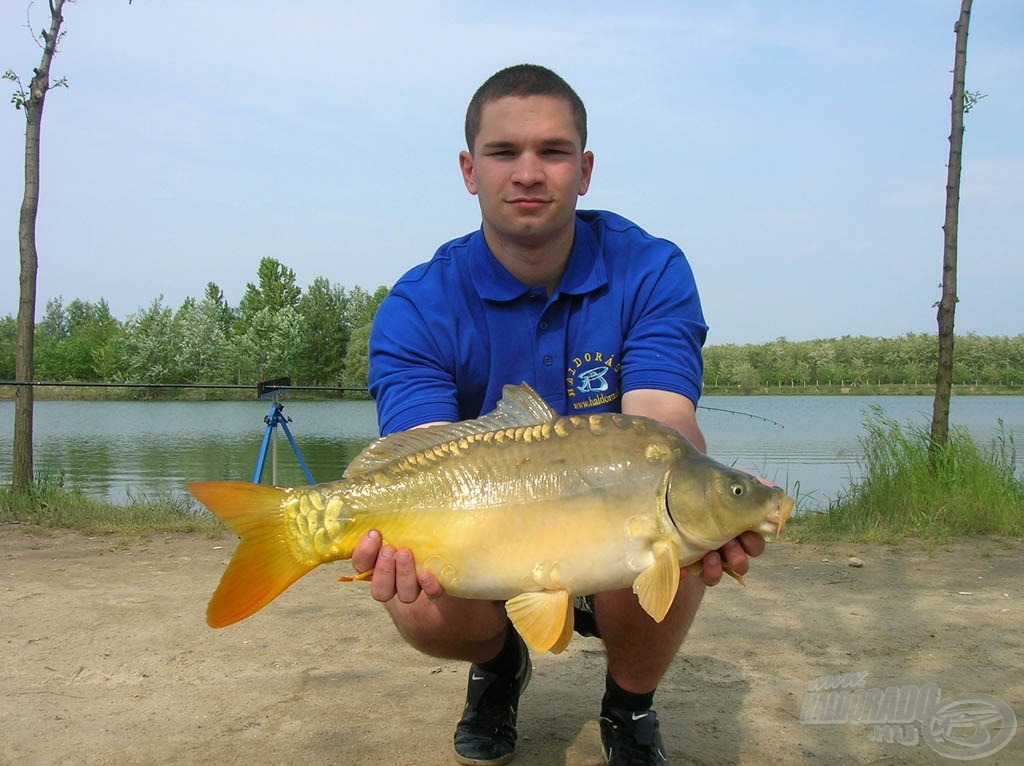 4,5 kg-os, csodaszép, egészséges tükörponty