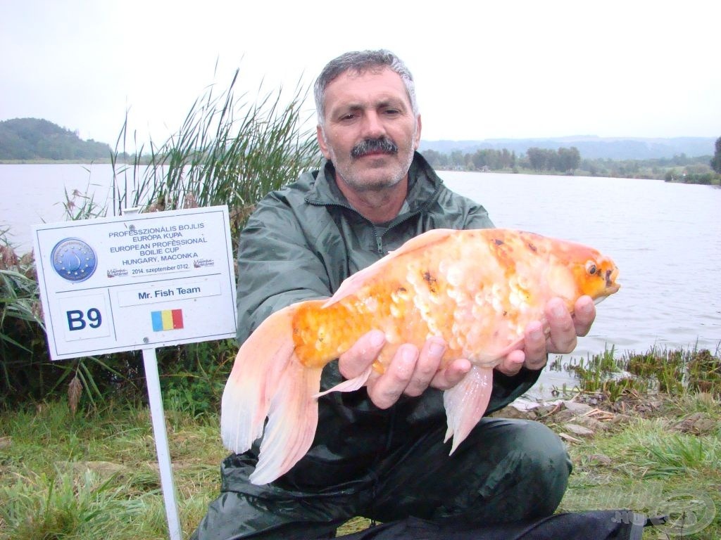 Aranyhal, ráadásul 1 kg felett