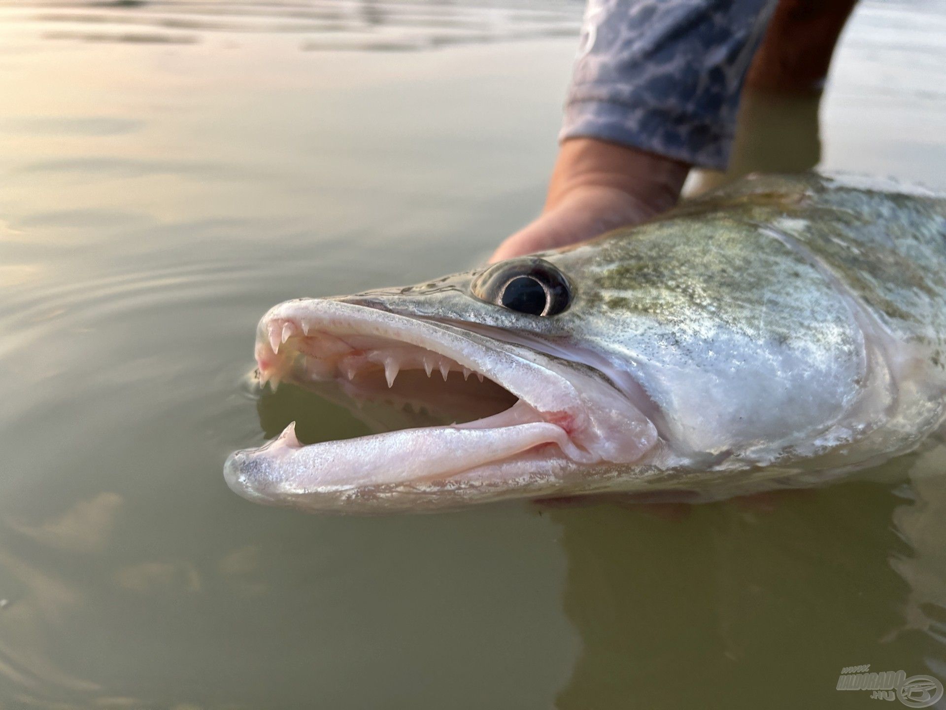 Zoárd meglátogatott minket az utolsó napra, hozzá illően sikerült is egy csodálatos, 5-kg meghaladó süllőt fognia…