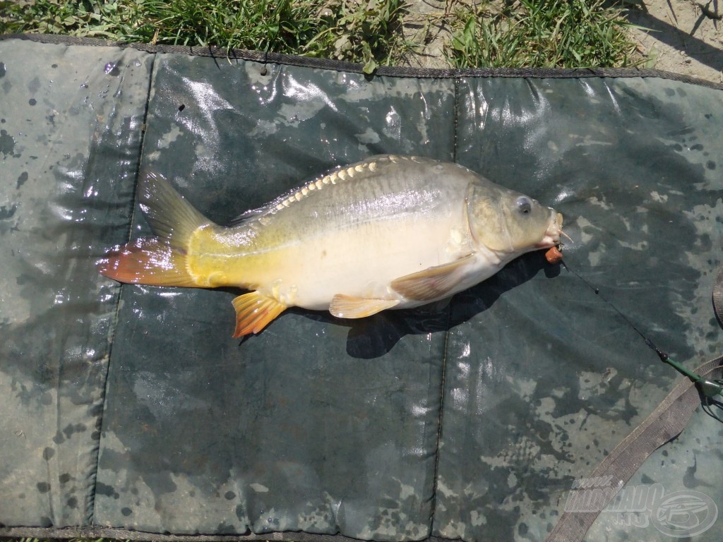 A csali maradt, de a halak egyre kisebbek lettek, ez már csak 1,95 kg-os volt