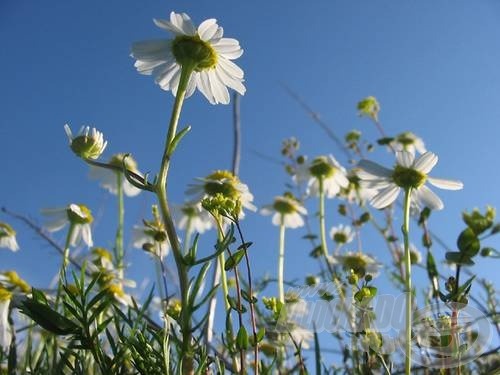 … élvezhetjük a szikesből előtörő, egészségtől kicsattanó kamilla…