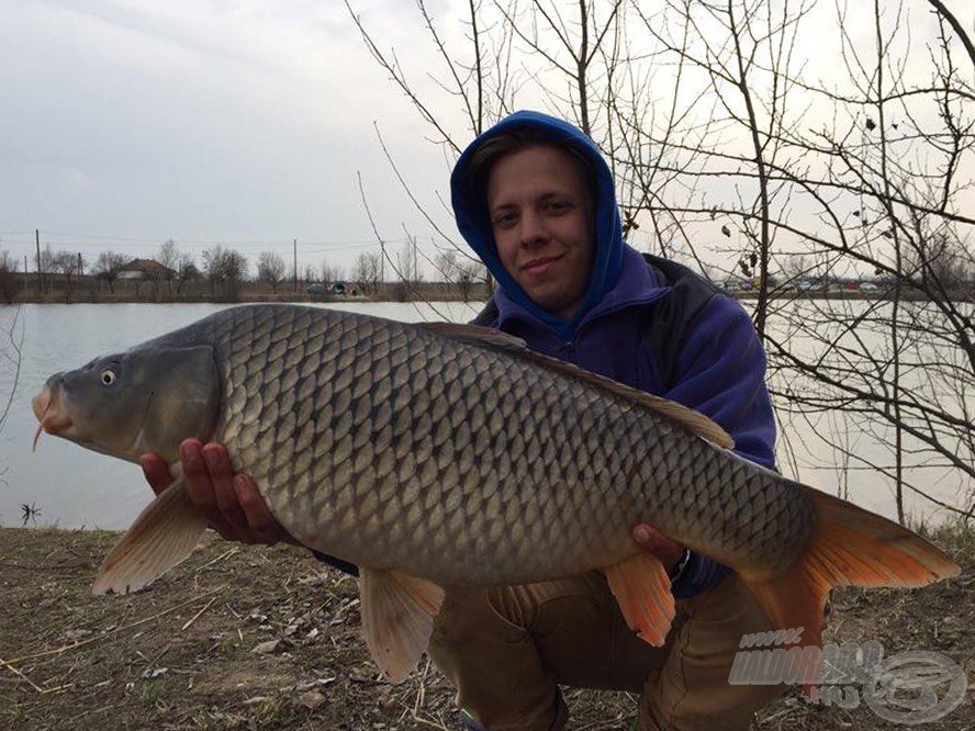 Egy ilyen pontyért már megérte végighorgászni a napot! Gyönyörű, hibátlan tőponty! Súlya: 8,10 kg