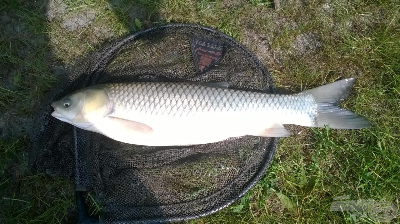 Igen, egy amur: tonhalas pelletes etetésen, gilisztával