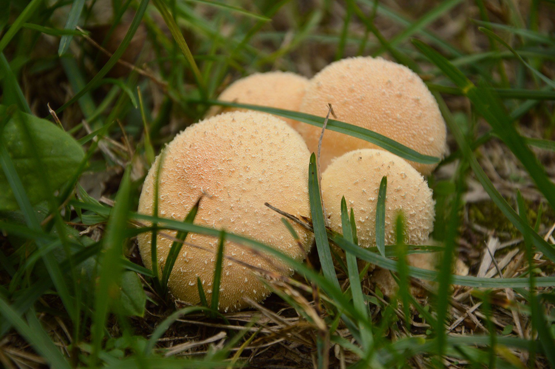Fűben megbúvó gombák