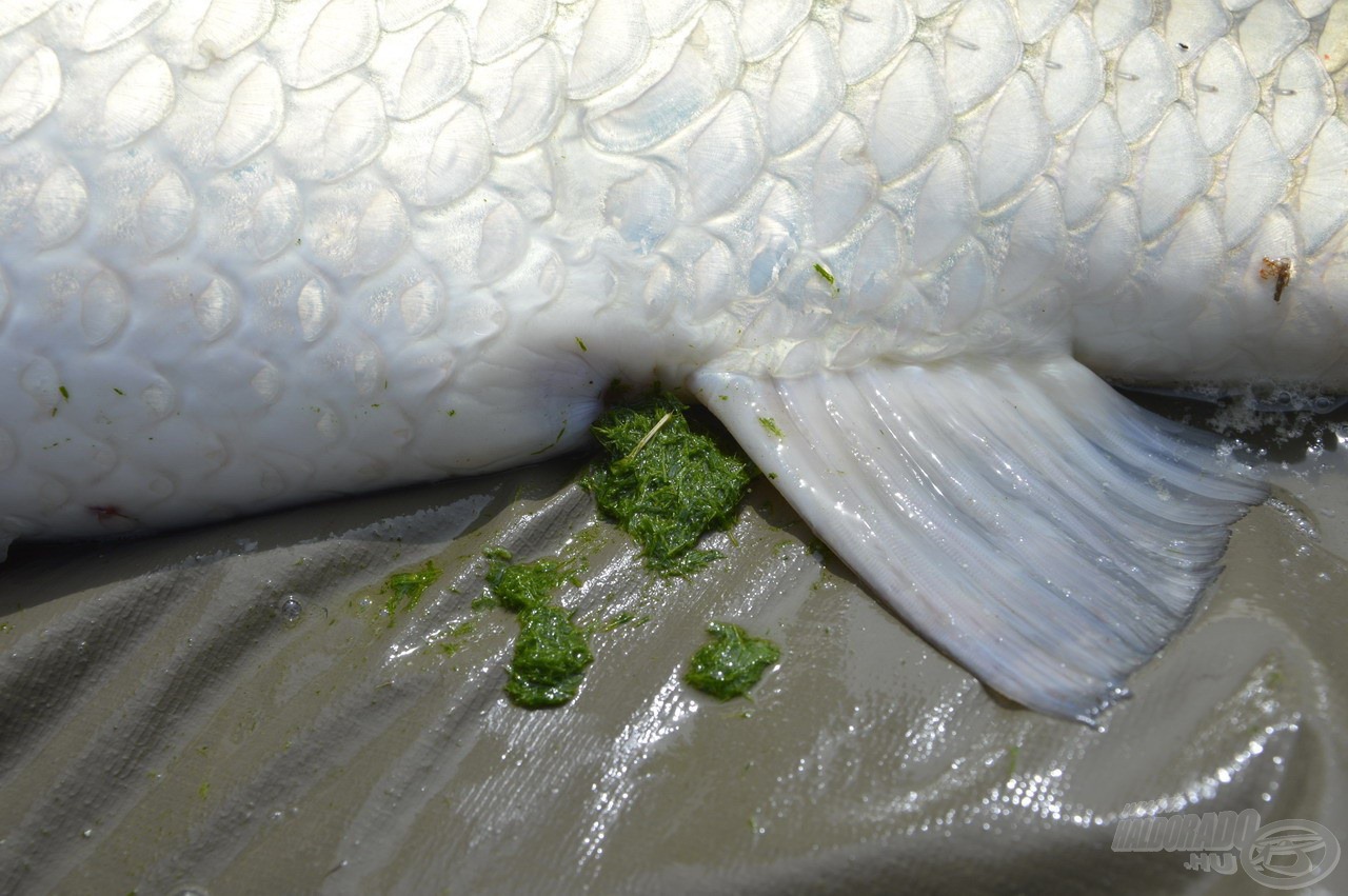 A pocakos hal folyamatosan ürítette magából a megemésztett táplálékot, egyértelmű volt, hogy aktívan mozgott az etetésen