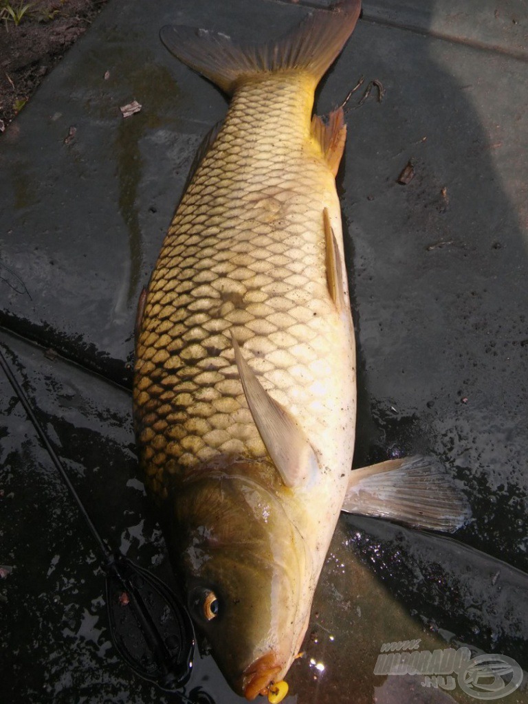 Gyönyörű töves, a szájában jól látható, mire éhezett meg