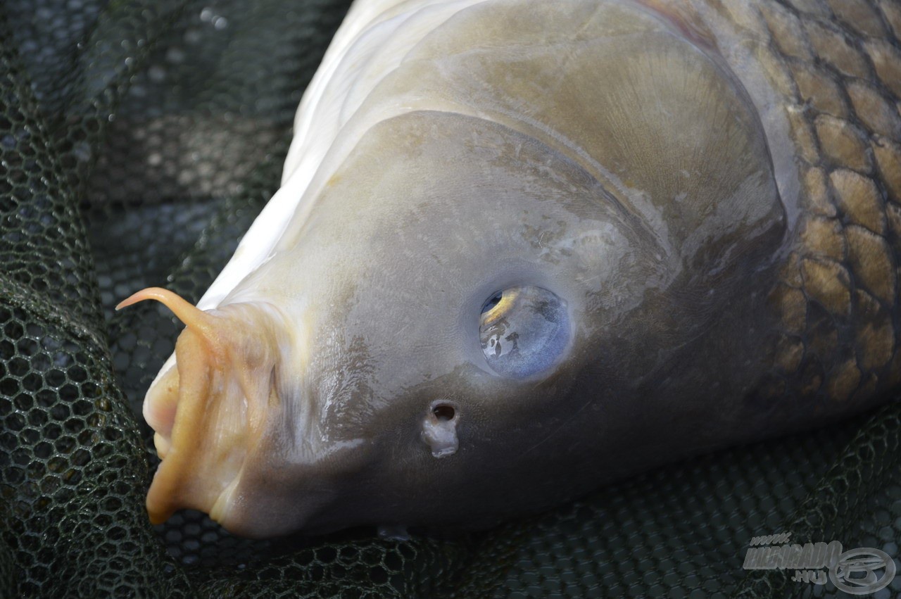 A hal szája meglepően vastag peremű volt és szinte teljesen egészséges
