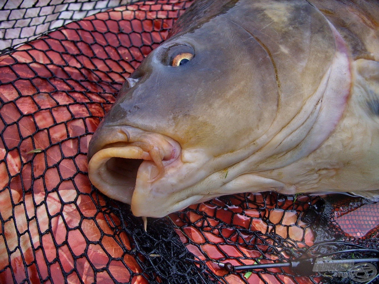 A hal szája ugyan már nem volt érintetlen, de viszonylag egészséges