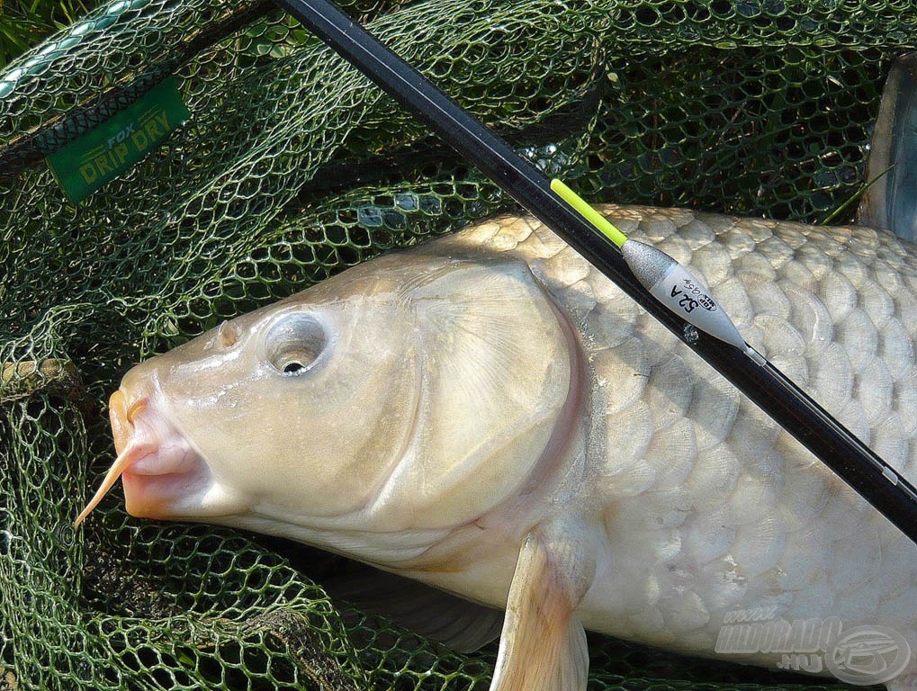 Felkérés keringőre