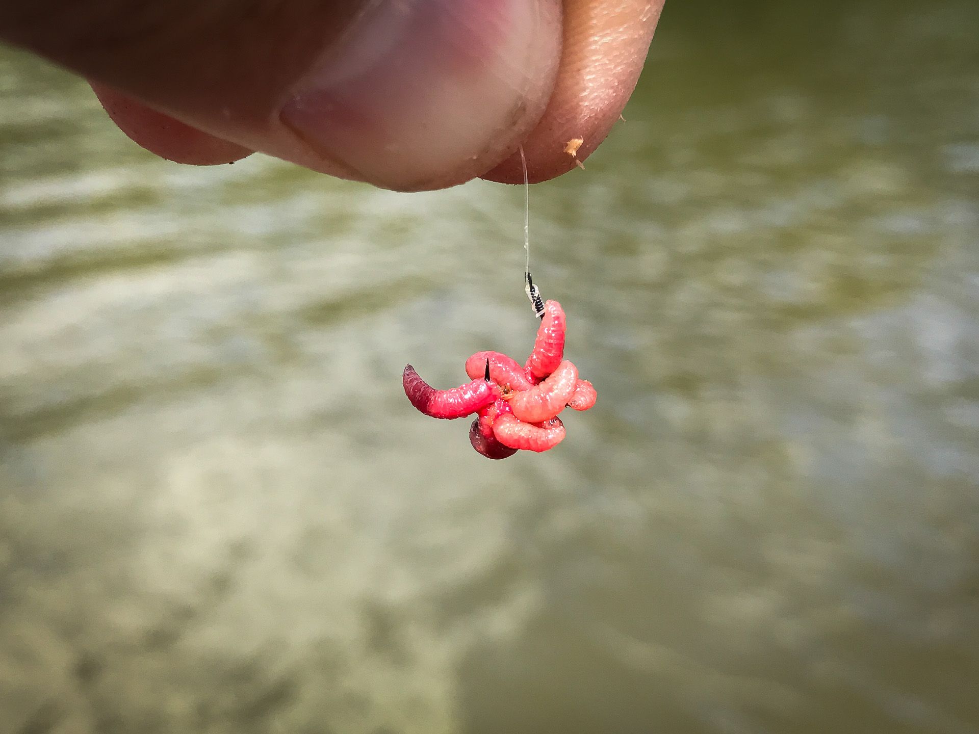 A horogra vagy jó pár pinki…