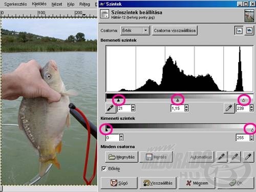 A kimeneti és bemeneti szintek beállítása a csaknem minden képünkön végrehajtandó feladatok egyike: a felső skála két szélső kurzorának elmozdításával itt már a képen valóban szereplő pixelekre korlátoztam az árnyalatok dinamikai tartományát - ezek további befelé mozgatása adatvesztéssel járna, mert azzal a kívül rekedt pixeleket kiiktatnánk a képből!