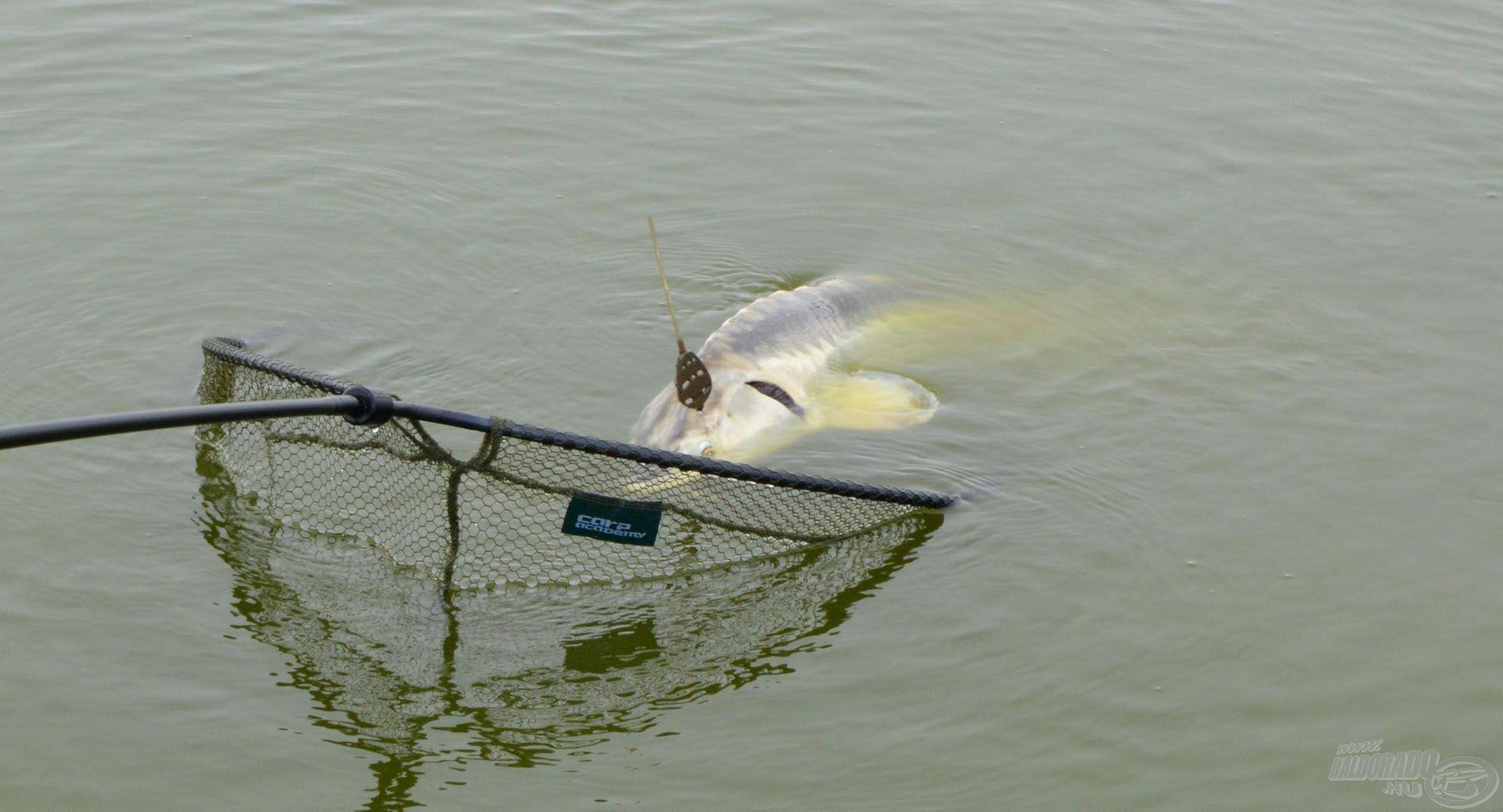 A Carp Academy Giant merítő fejbe még a termetes halak is könnyedén beleférnek