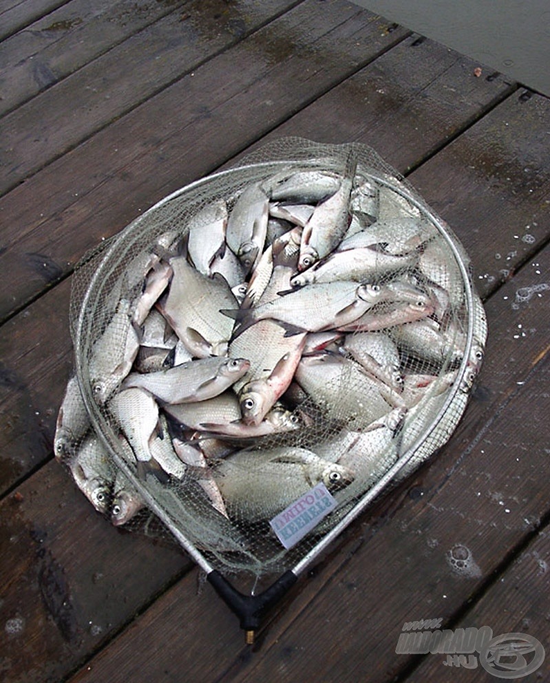 Eleve C&R horgászatot tervezve ilyen célból nem lesz szabad a megfogott halakat összegyűjteni. A halak szempontjából jobb is így!