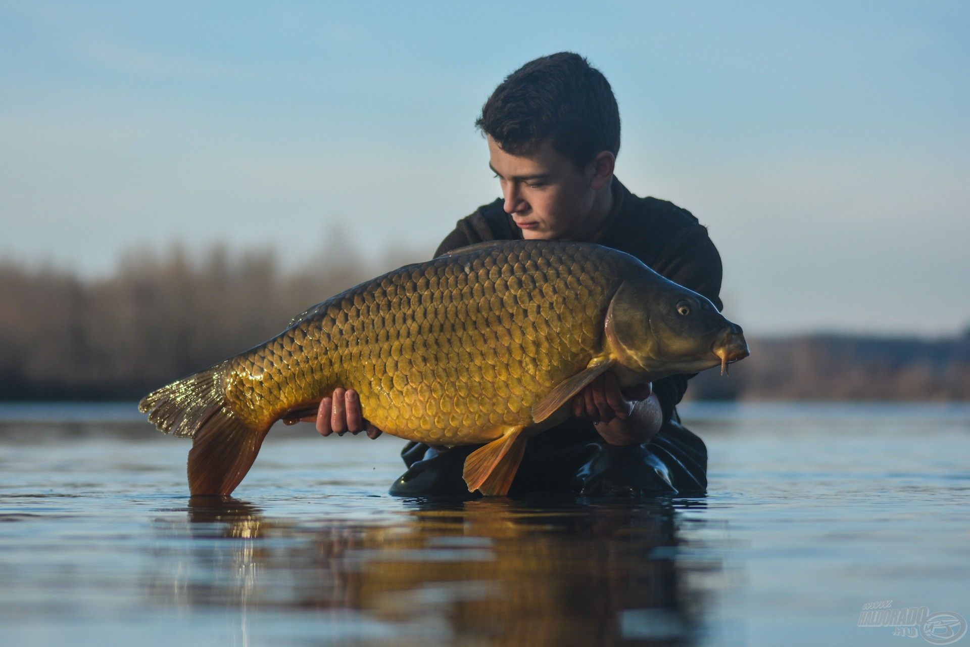 2022 első hala számomra ez a csodálatos, aranyszínű, 13 kg-os bányalakó töves lett