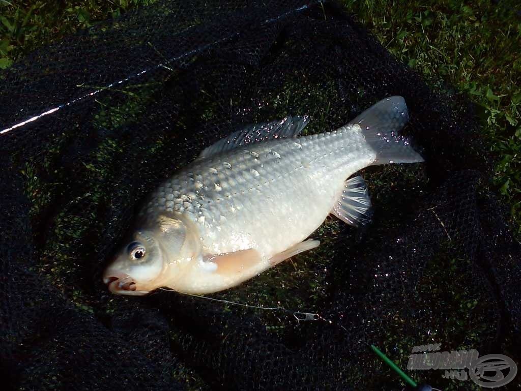 A fogások között már nagyméretű ezüstkárász is jeleskedik