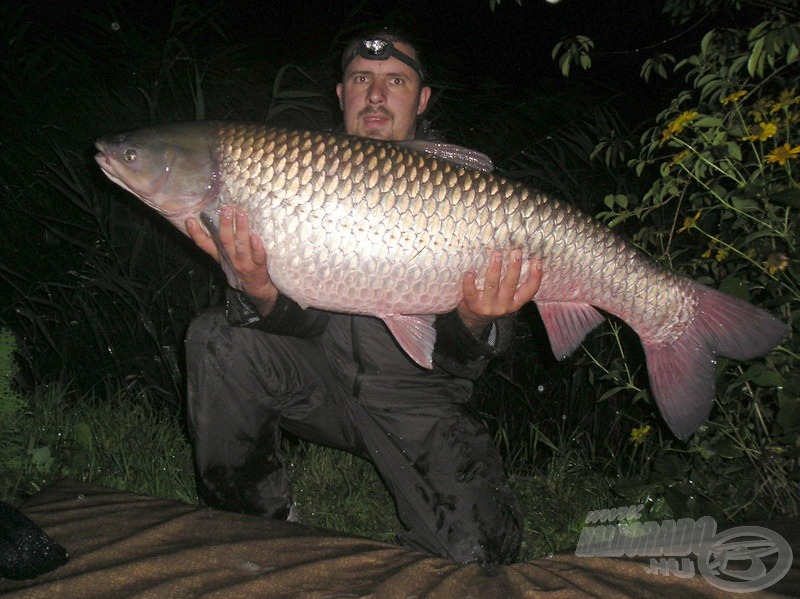 Ez a 28 kg-os amur is visszakerült a vízbe a fotózás után! Kifogója: Grasscarphunter, helyszín: Ráckevei (Soroksári)-Duna